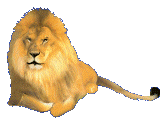 Gif animé lion rugit